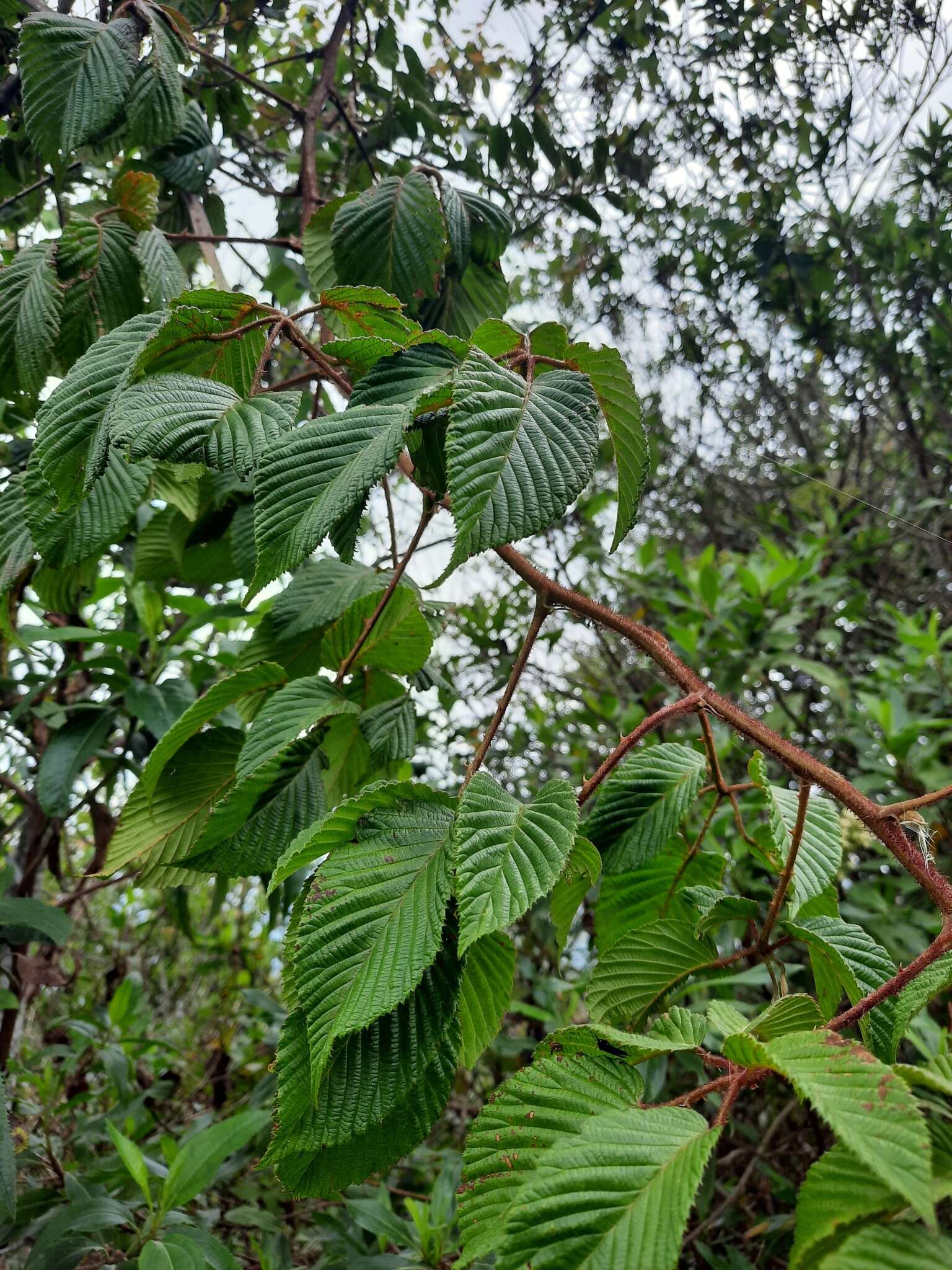 Image of Rubus adenotrichos Schltdl.