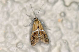 صورة Noctueliopsis bububattalis Hulst