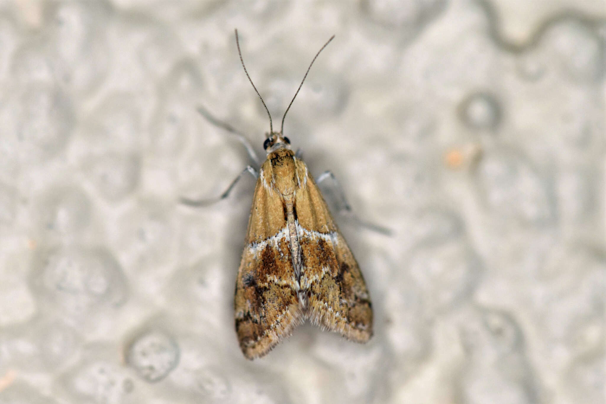 Image of Noctueliopsis bububattalis Hulst