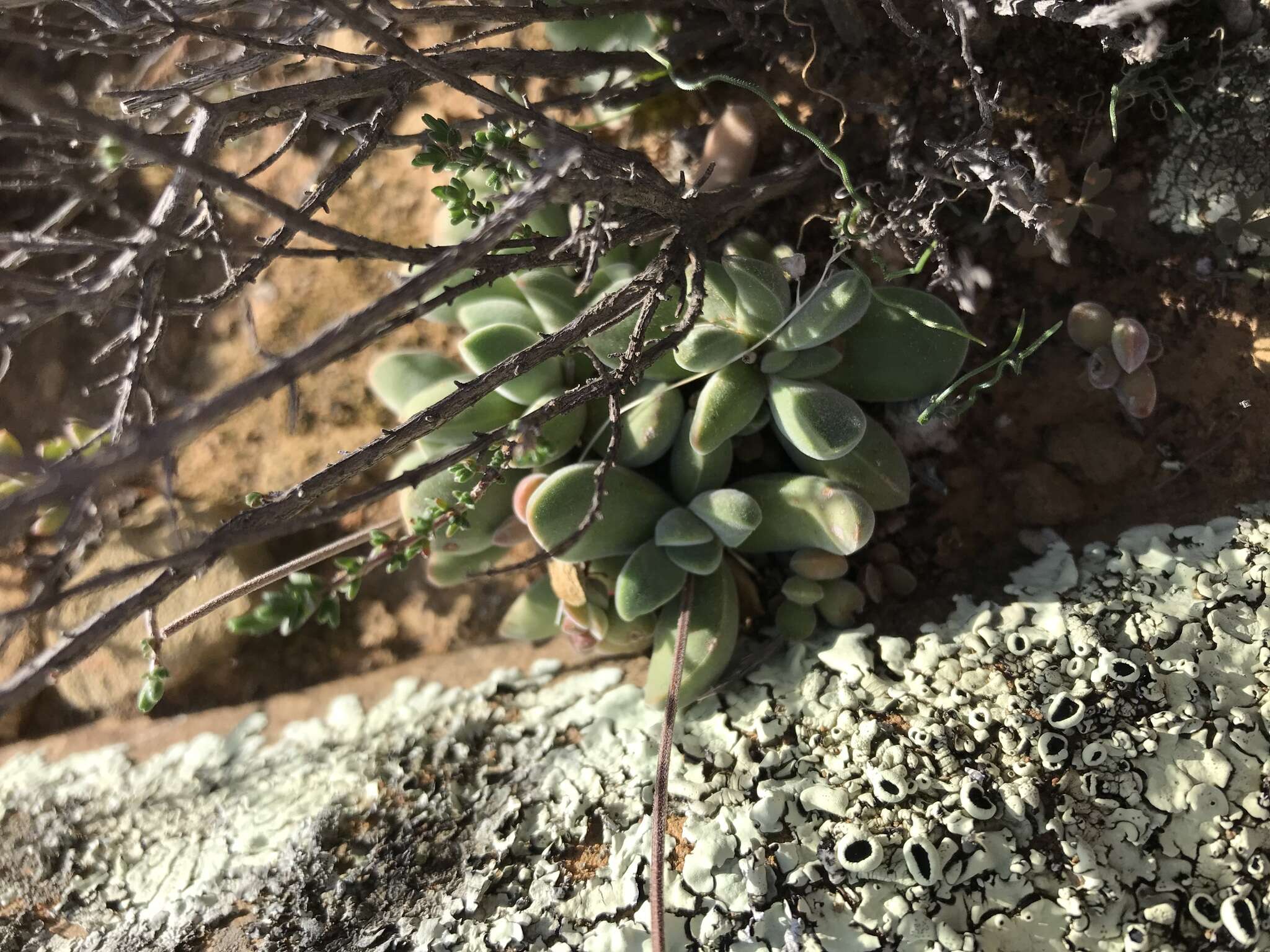 Image of Crassula pubescens subsp. pubescens