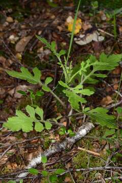 Image of Erechtites wairauensis (Belcher) Allan