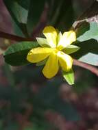 Image de Hibbertia hexandra C. T. White