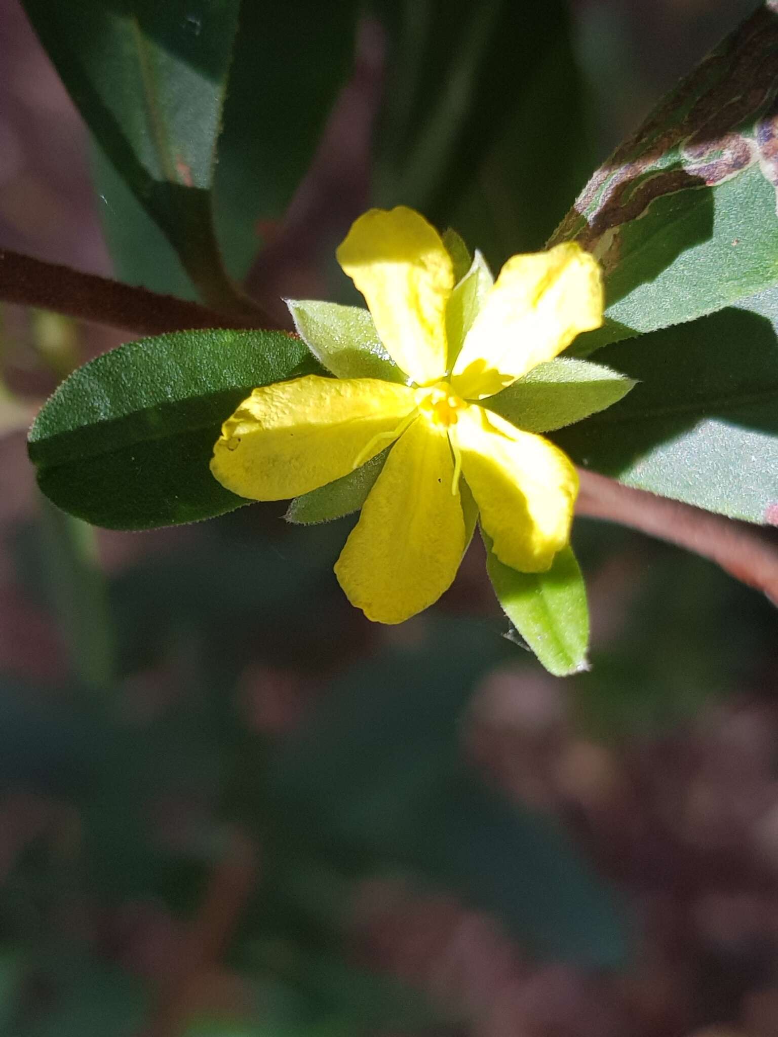 Image de Hibbertia hexandra C. T. White