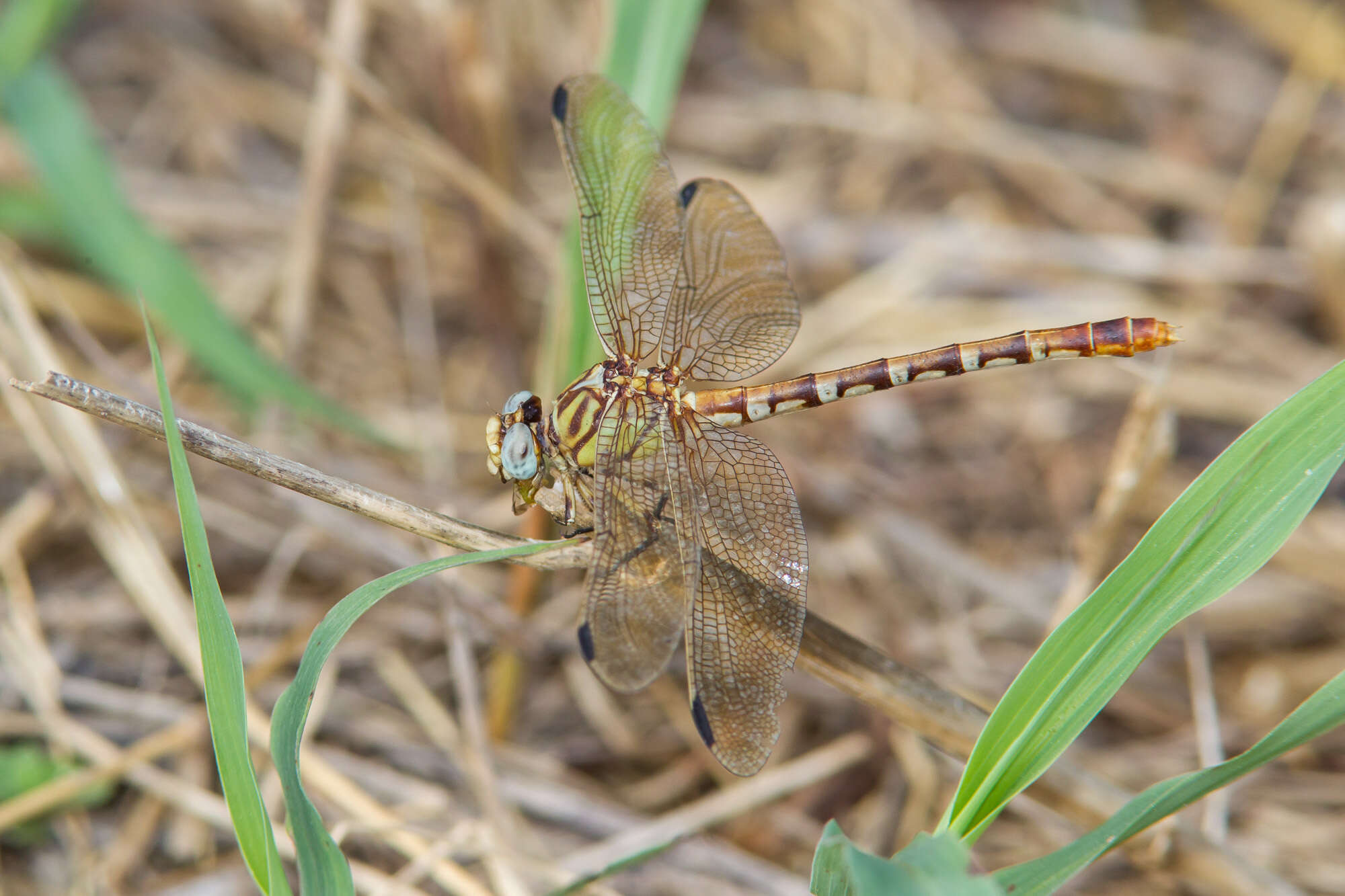 صورة Erpetogomphus designatus Hagen ex Selys 1858