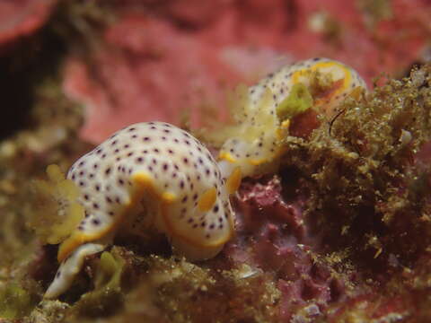 Image of Chromodoris aspersa (Gould 1852)