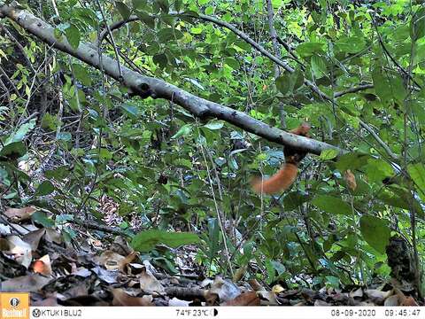 Image of Red Bush Squirrel