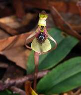 Imagem de Chiloglottis seminuda D. L. Jones