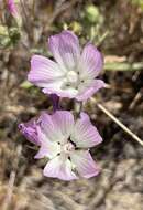 Image of fringed checkerbloom