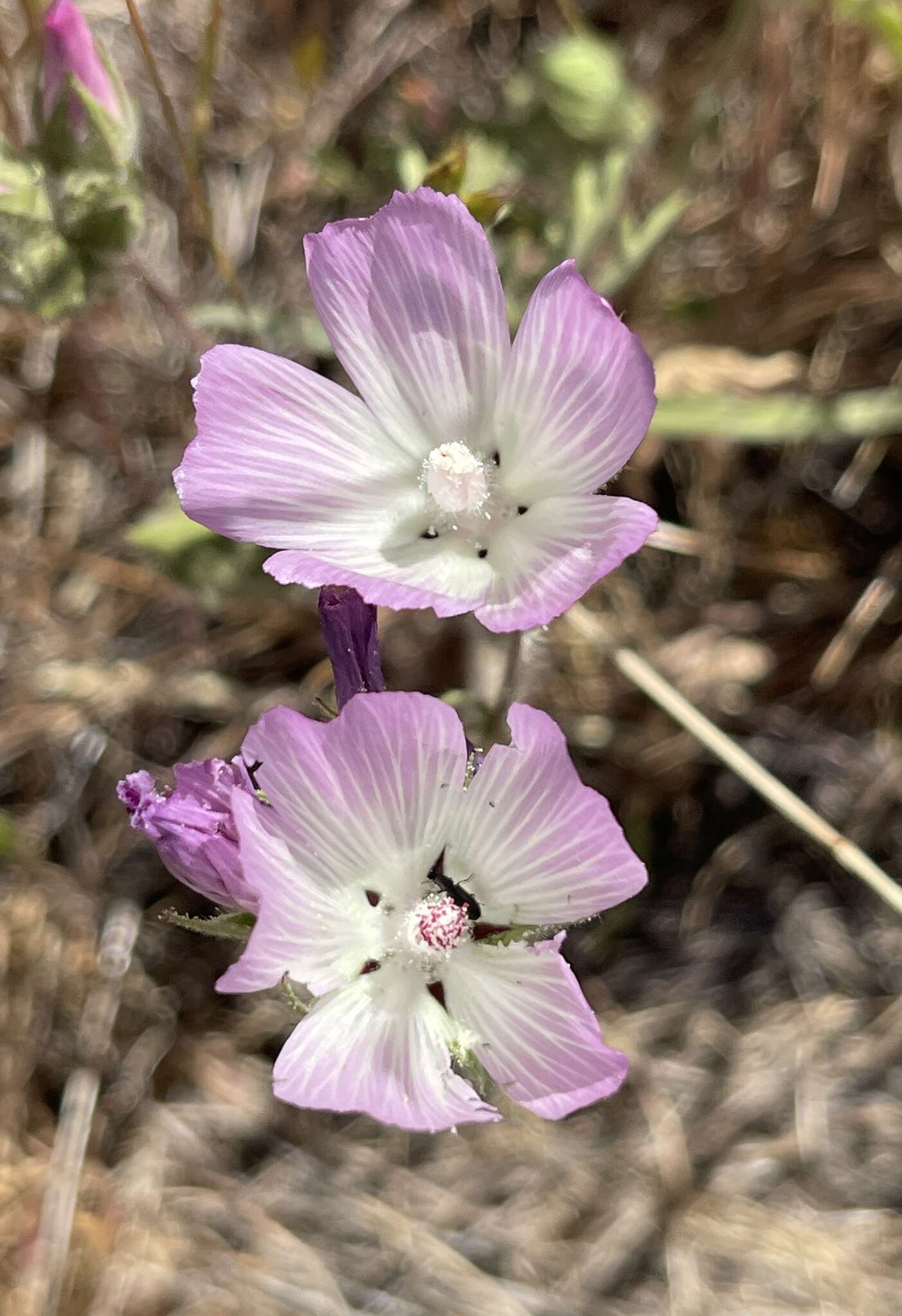 Image of fringed checkerbloom