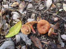 صورة Lactarius lacunarum Romagn. ex Hora 1960