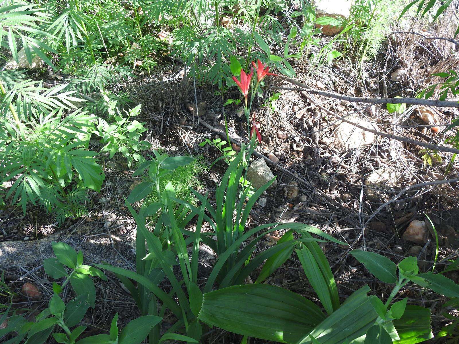 Image of Freesia grandiflora (Baker) Klatt