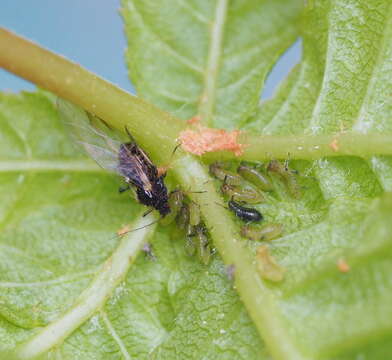 Image of Aphid