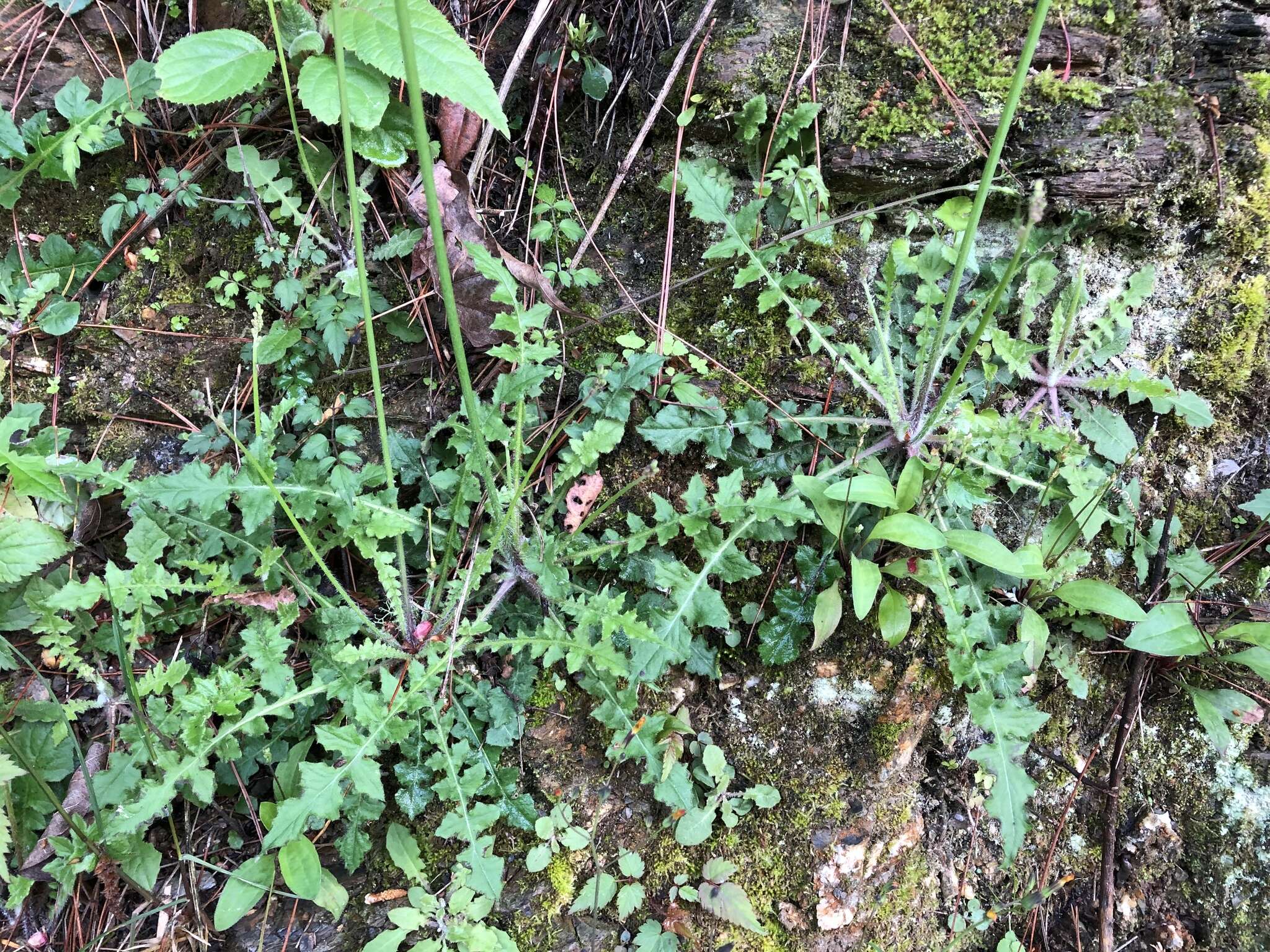 Image of Youngia japonica subsp. monticola