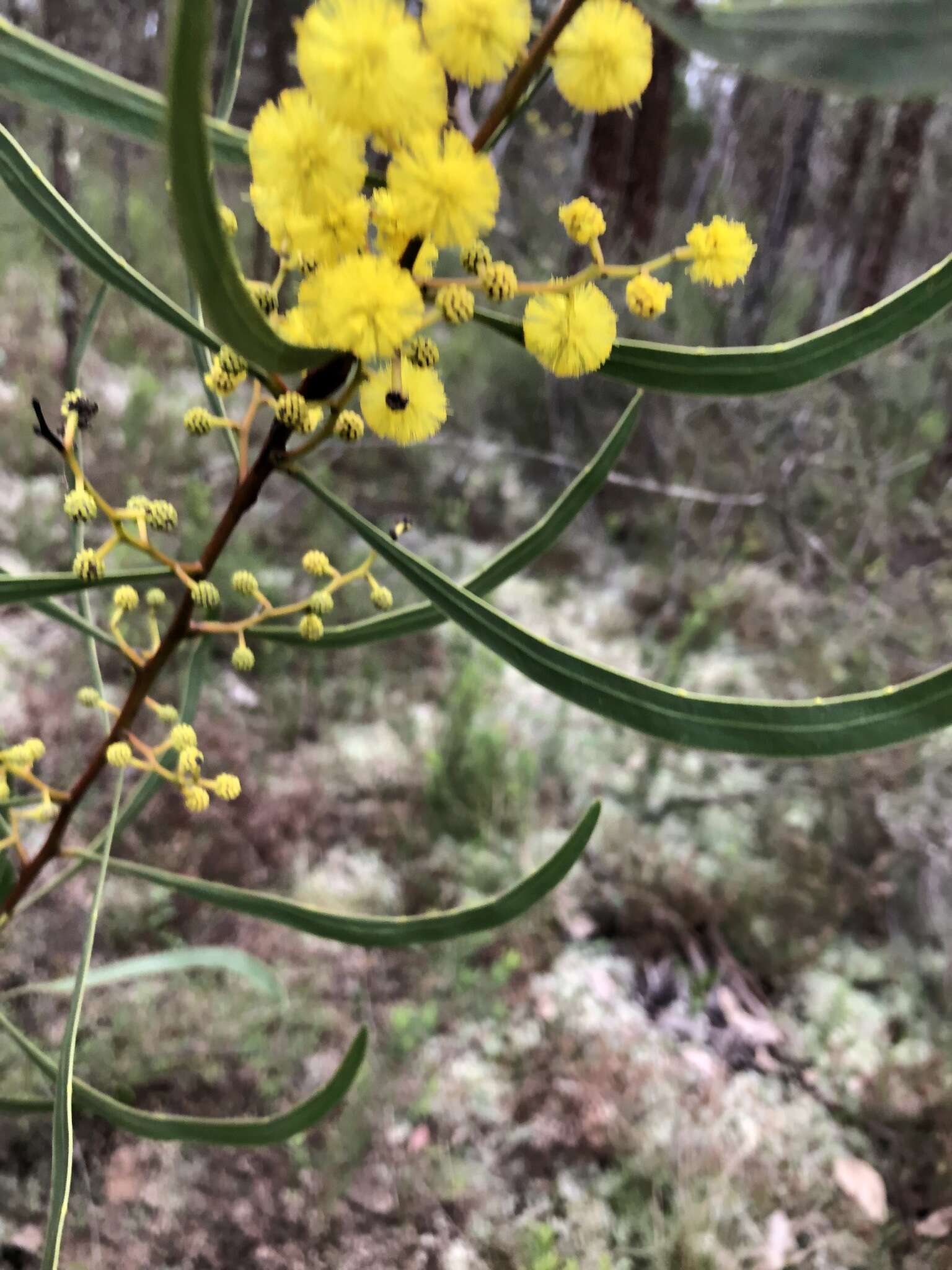 صورة Acacia gladiiformis A. Cunn. ex Benth.