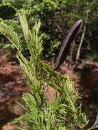 Image of Alantsilodendron villosum (R. Vig.) Villiers