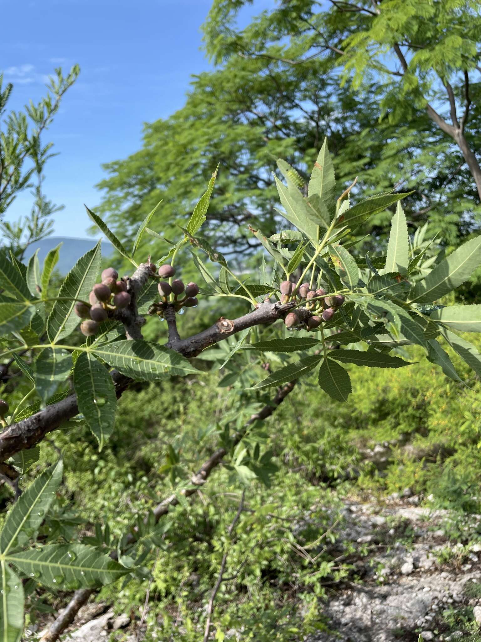 Image of Bursera lancifolia (Schltdl.) Engl.