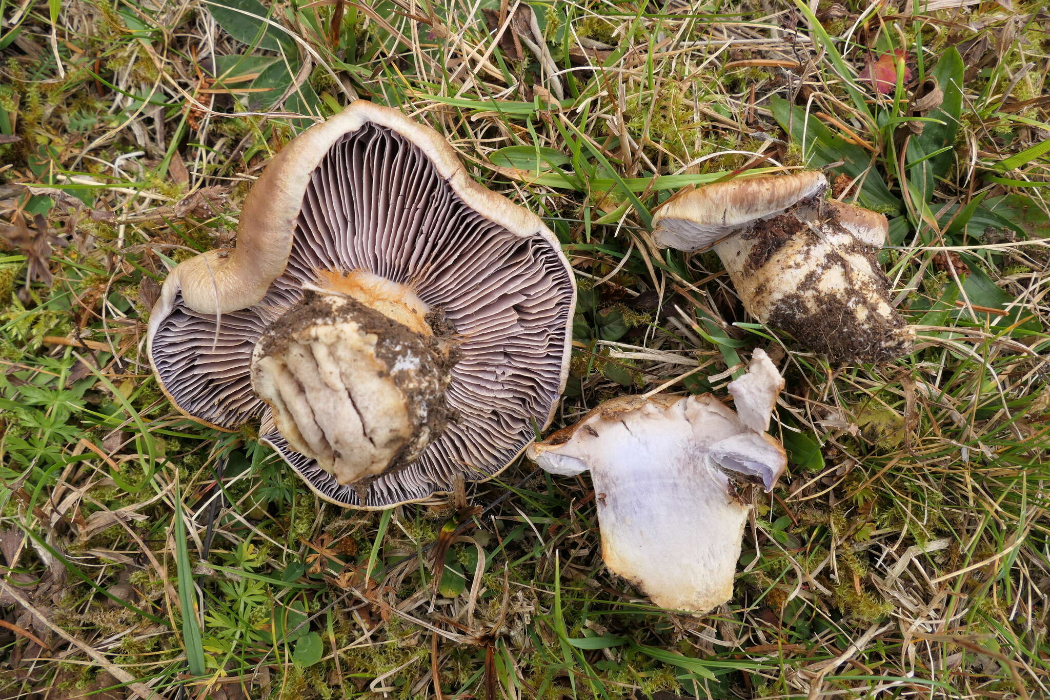 Слика од Cortinarius glaucopus (Schaeff.) Gray 1821