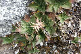 Image of Perezia pinnatifida (Humb. & Bonpl.) Wedd.