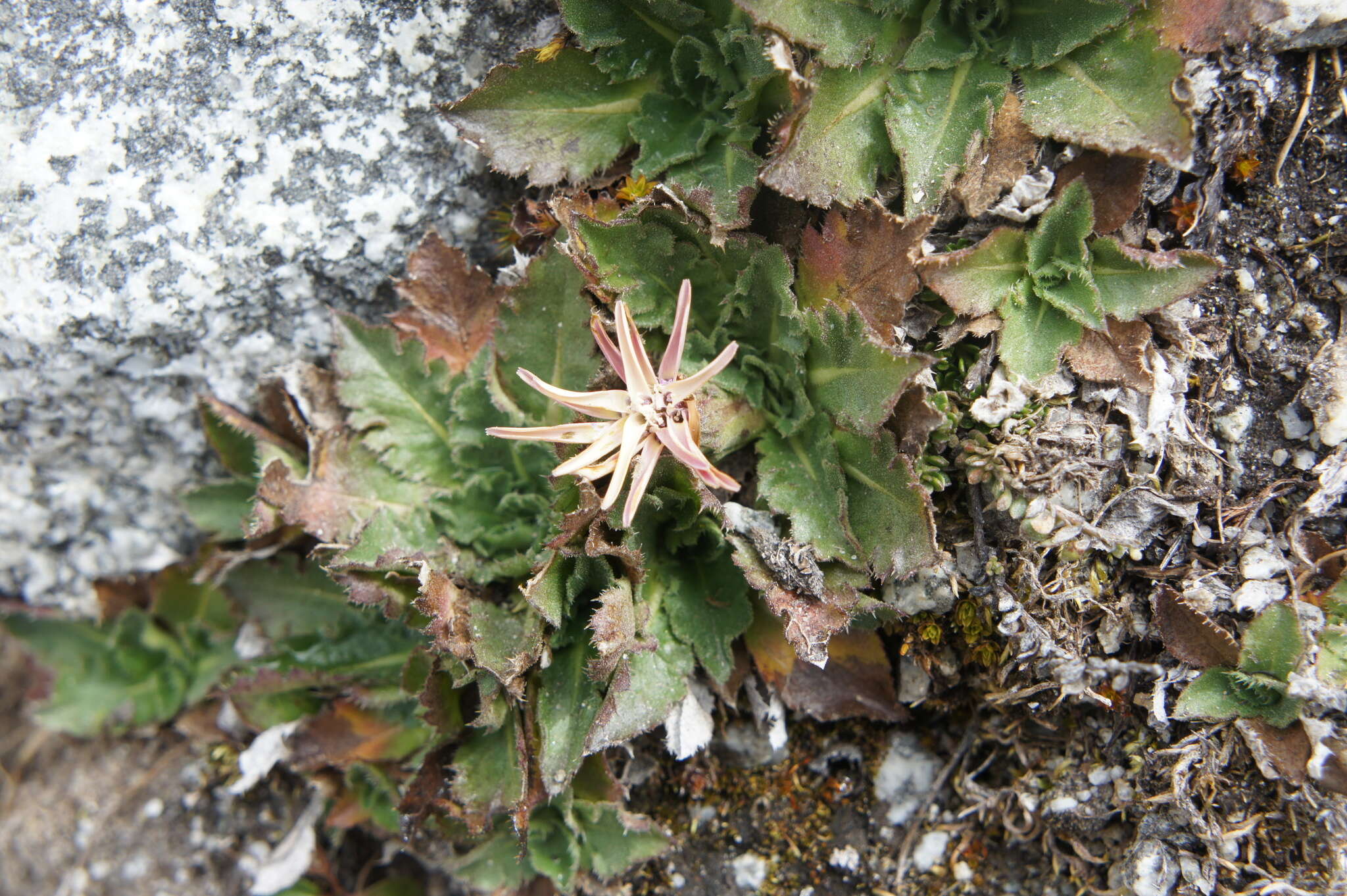 Image of Perezia pinnatifida (Humb. & Bonpl.) Wedd.