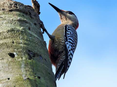 Image of West Indian Woodpecker