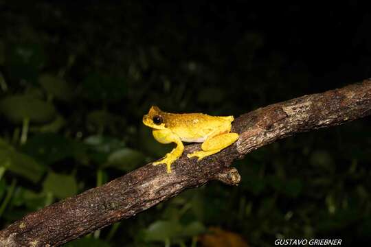 Image of Dendropsophus microps (Peters 1872)