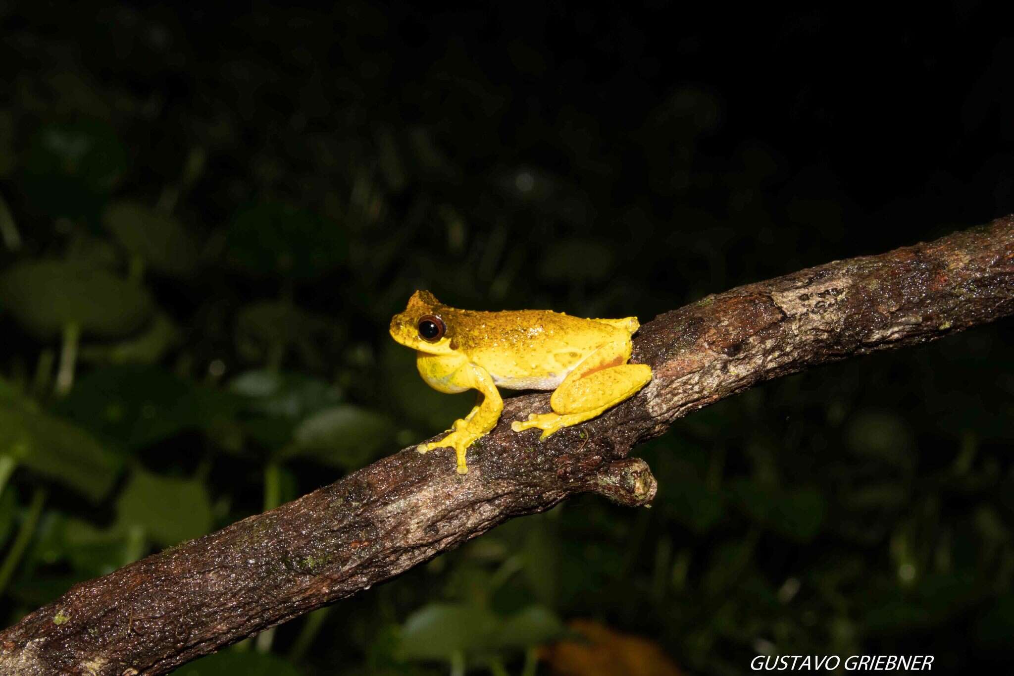 Image de Dendropsophus microps (Peters 1872)