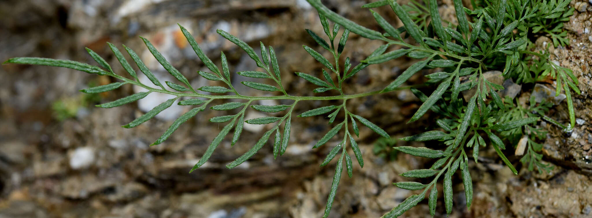 Image of Onychium siliculosum (Desv.) C. Chr.