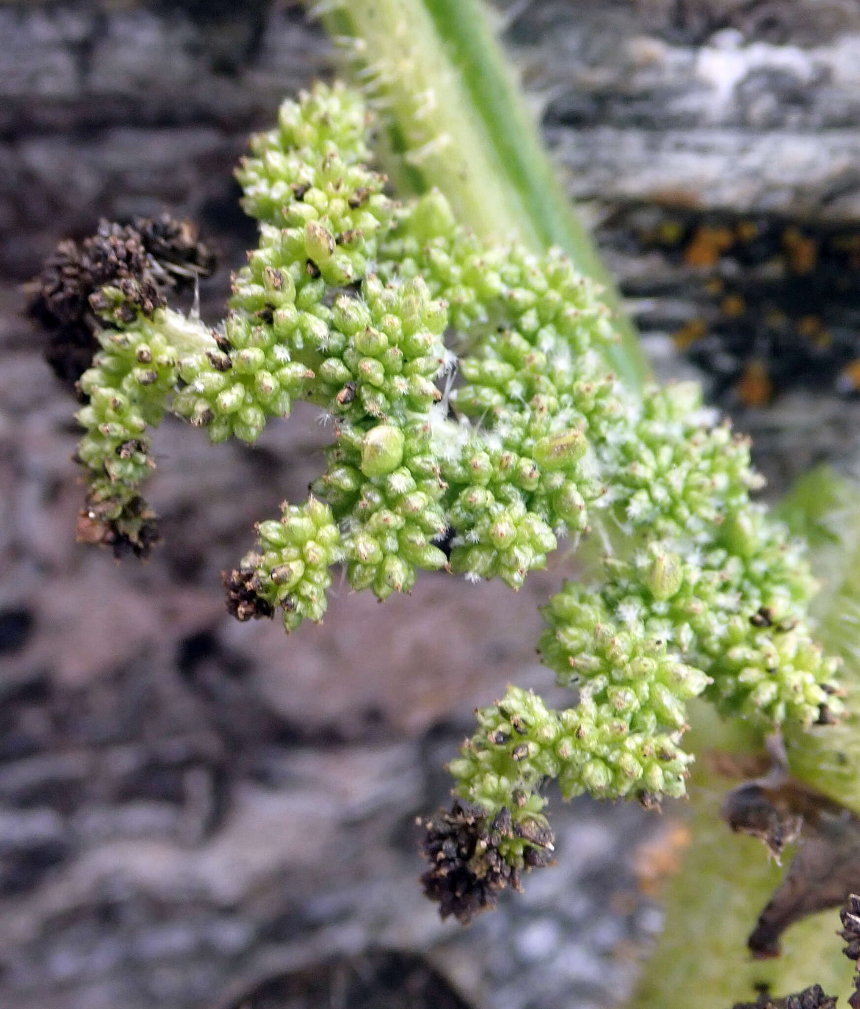 Sivun Urtica australis Hook. fil. kuva