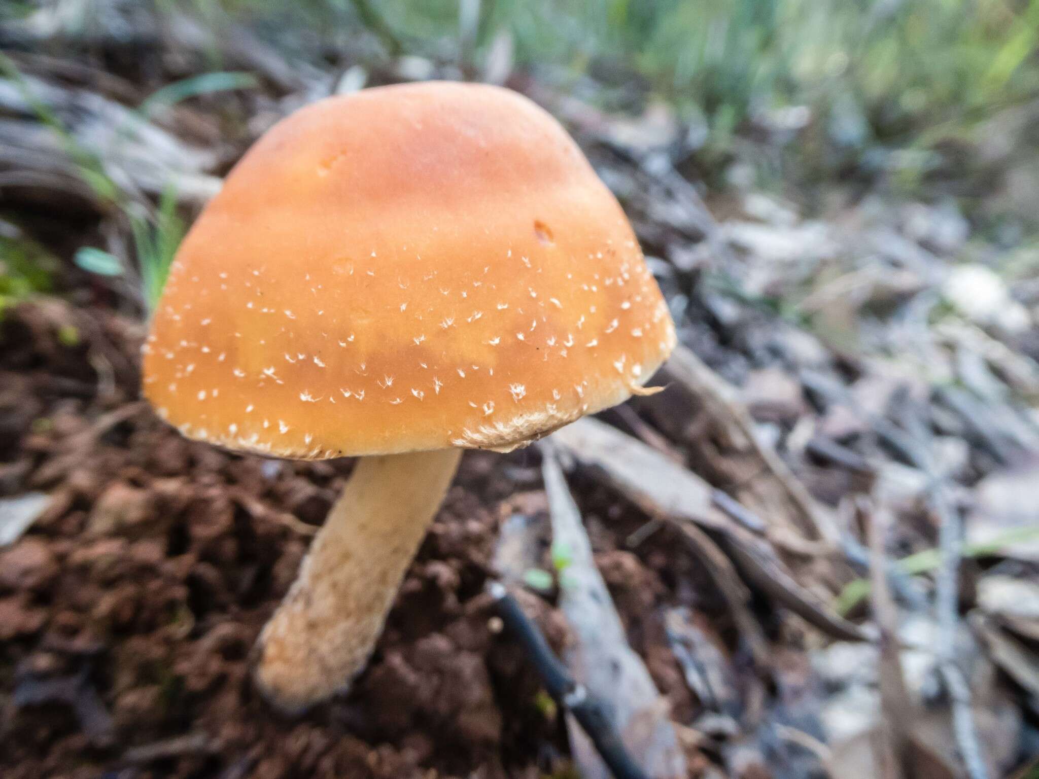 Image of Hypholoma australianum Redhead 2014