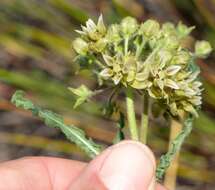 Asclepias crispa Berg.的圖片