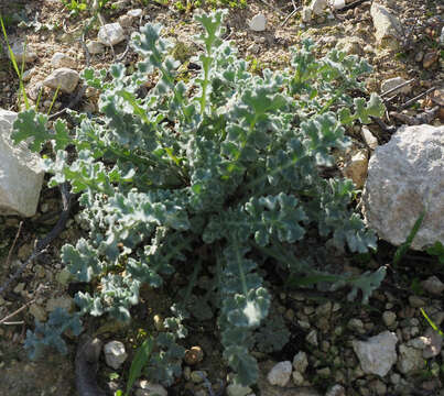 Image of Glaucium grandiflorum Boiss. & Huet