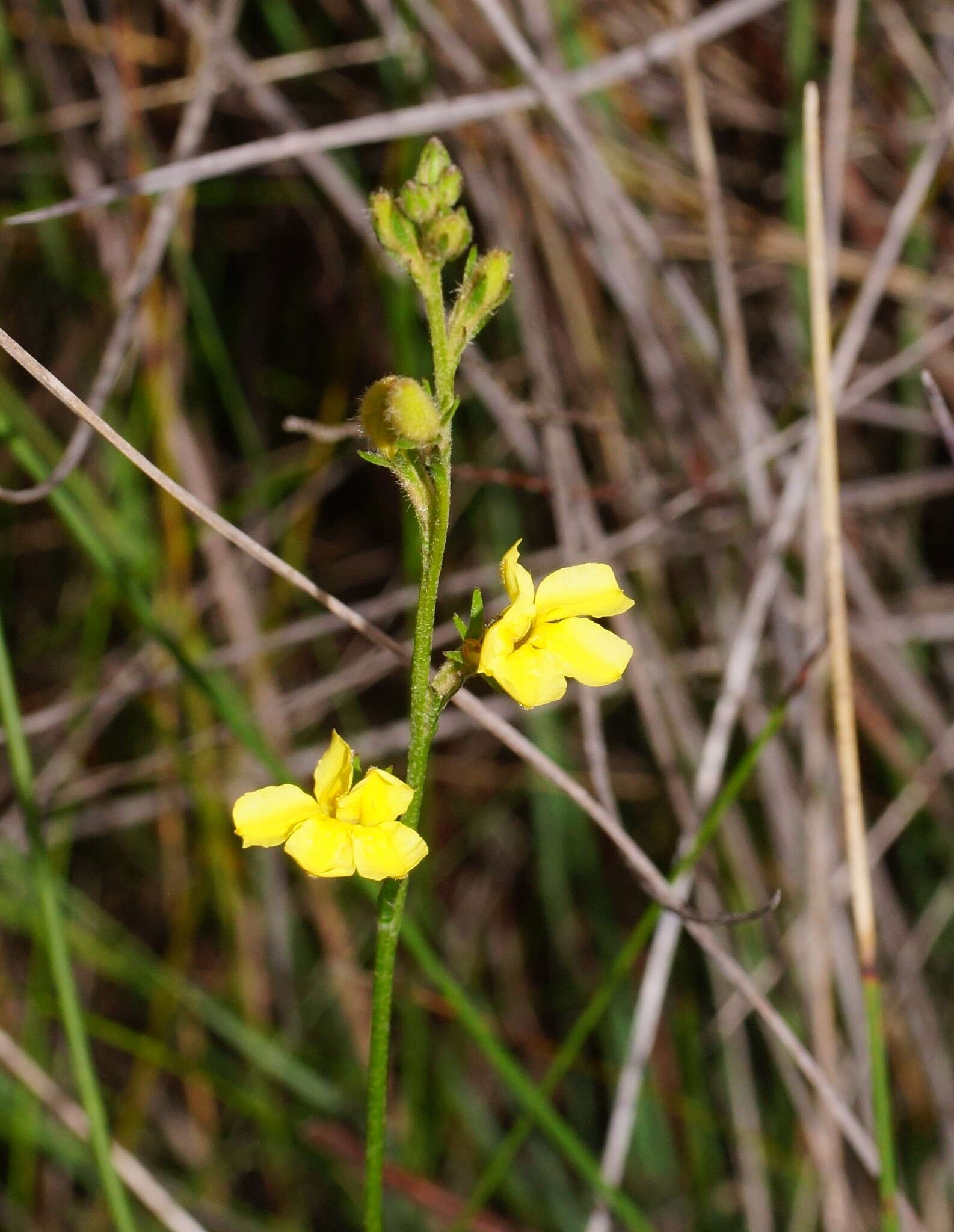 Слика од Goodenia stelligera R. Br.