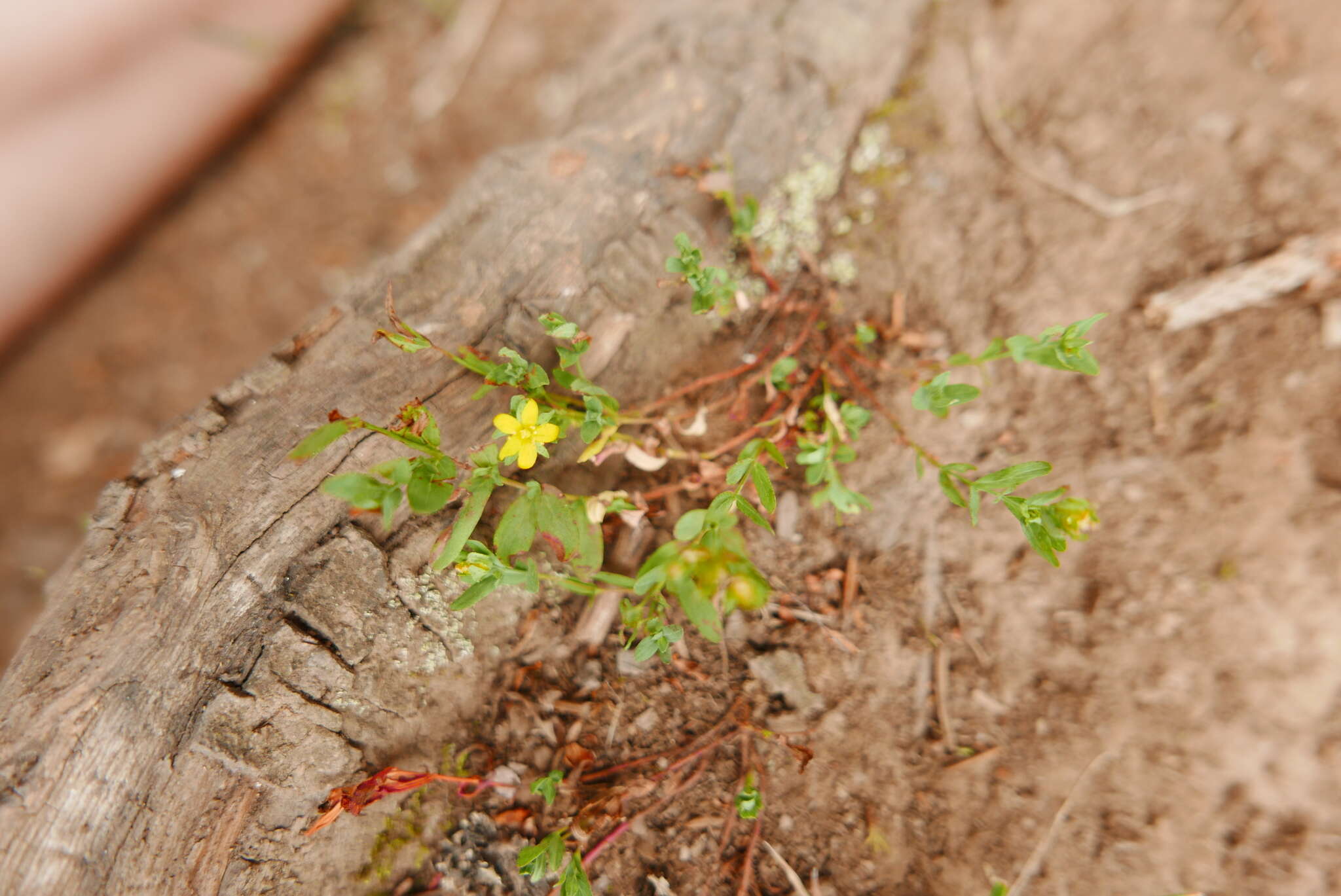 Image of trailing St John's-wort