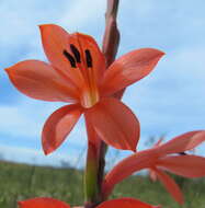 Image of Watsonia meriana var. meriana