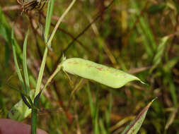 Image of red pea