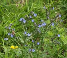 Слика од Cynoglottis