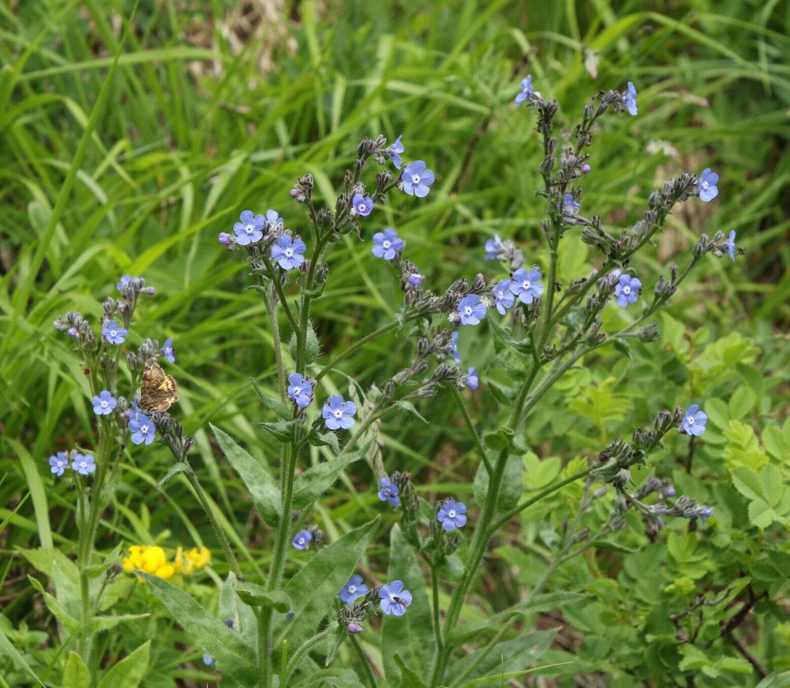 Слика од Cynoglottis