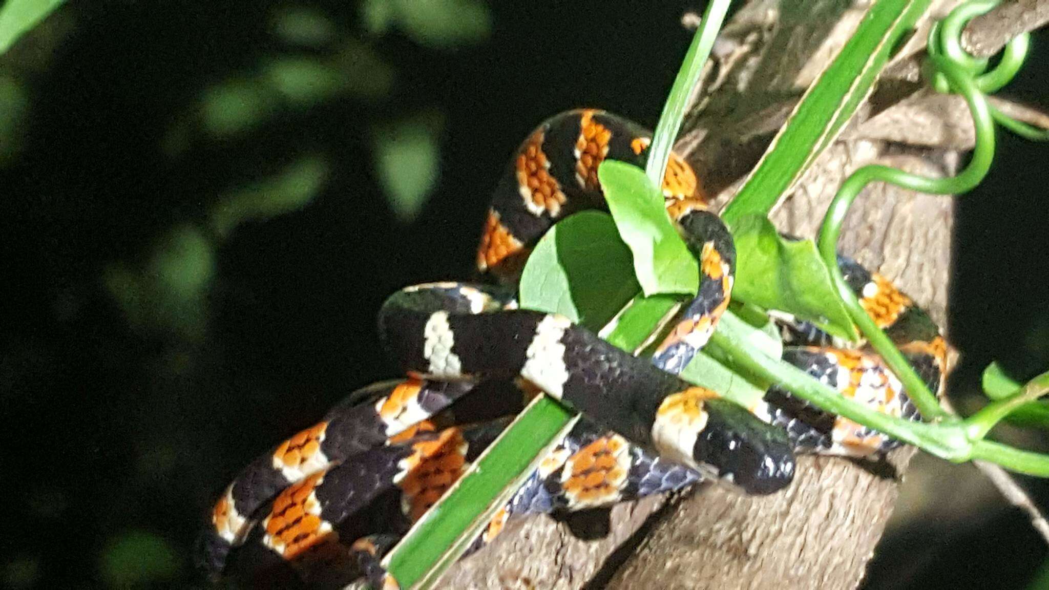 Image of Cope's Snail Sucker