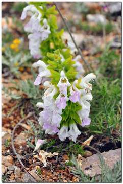 Imagem de Salvia scabiosifolia Lam.