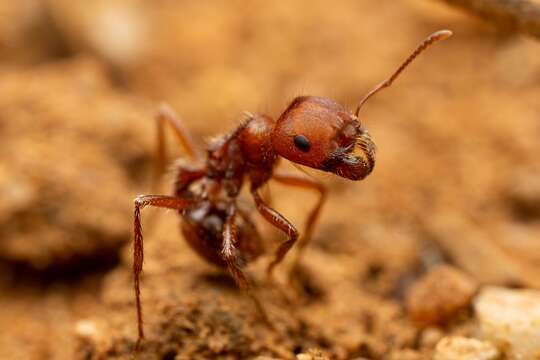 Image of Large Seed Harvesting Ant