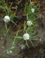 Image de Artemisia longifolia Nutt.