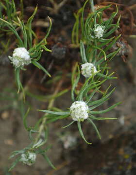 Image of longleaf wormwood