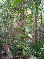 Image of Leucosalpa madagascariensis S. Elliot