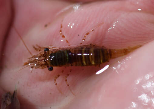 Image of Puget Sound coastal shrimp