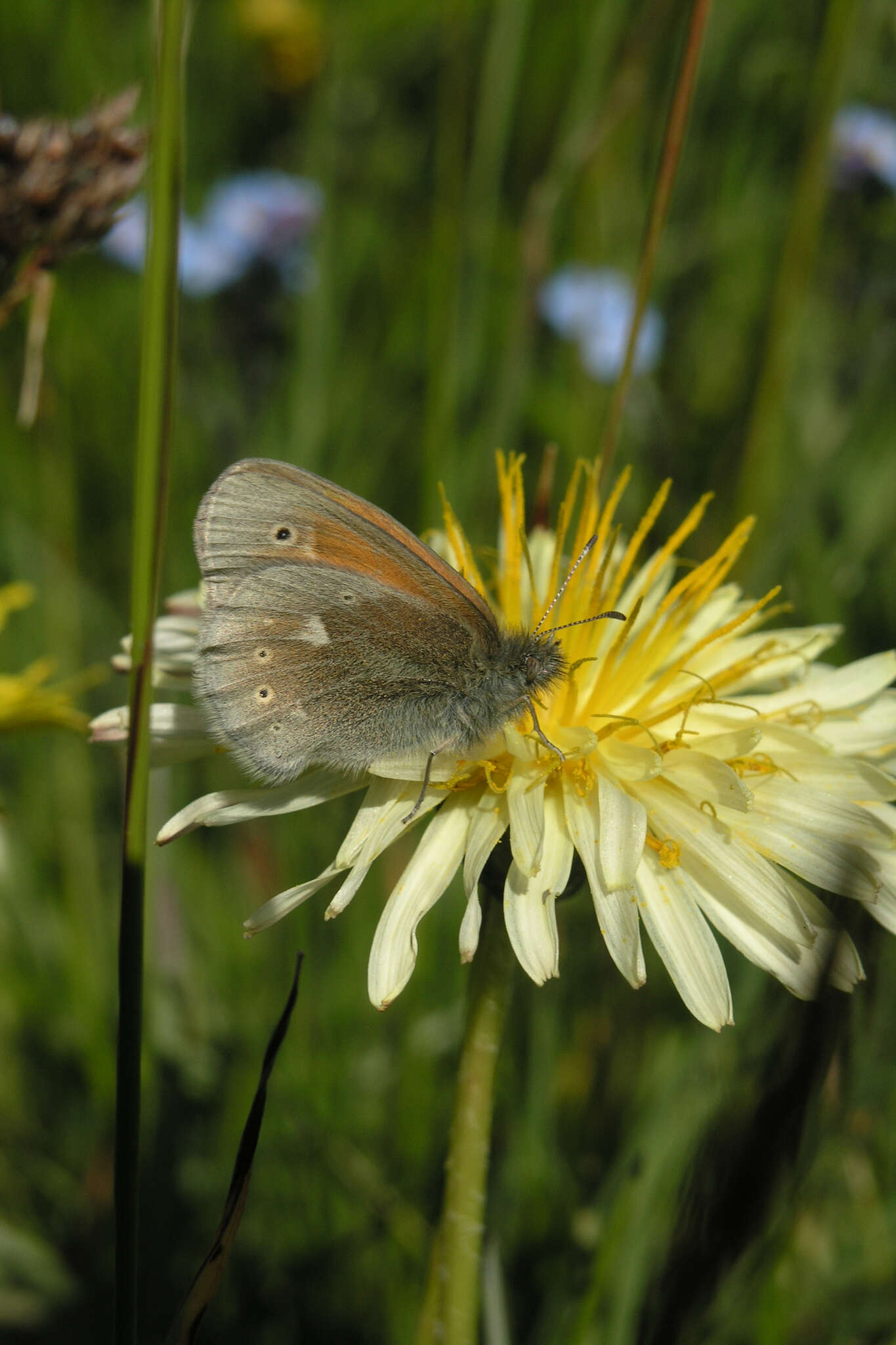 Image of Coenonympha tullia chatiparae Sheljuzhko 1937