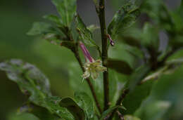 Слика од Alseuosmia banksii A. Cunn.