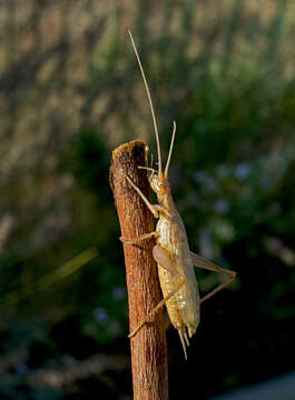 Image of tree-cricket