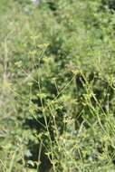 Image of Eleutherospermum cicutarium (M. Bieb.) Boiss.