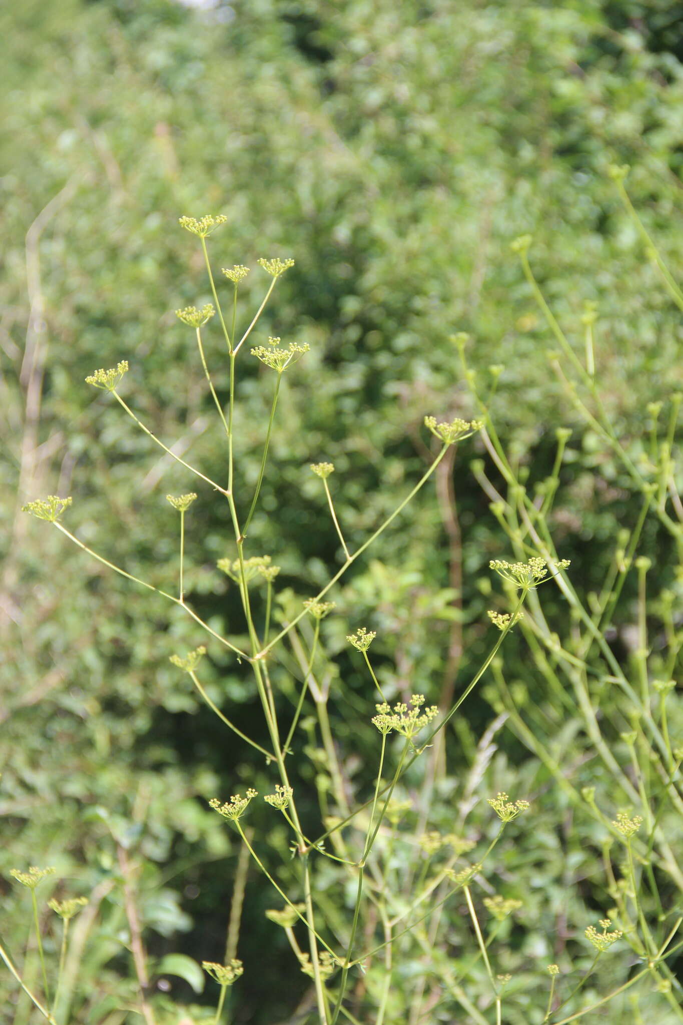 Image of Eleutherospermum cicutarium (M. Bieb.) Boiss.