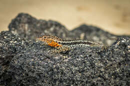 Image of Galapagos Lava Lizard